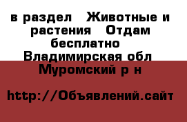  в раздел : Животные и растения » Отдам бесплатно . Владимирская обл.,Муромский р-н